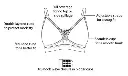 image_512